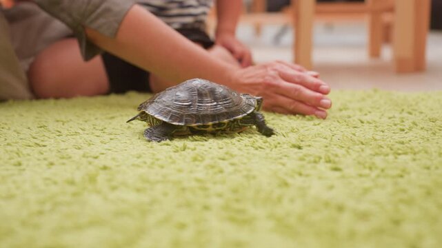 Close up of tortoise walking on green rug as people sit nearby watching with curiosity while adult hand reaches forward to interrupt movement creating moment of gentle classroom observation