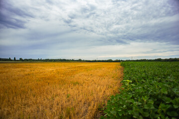 Agricultural fields with mown wheat. Summer landscape with wheat.