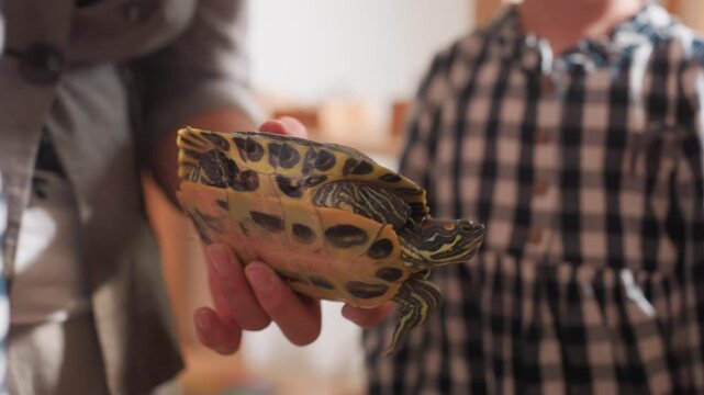 Close up of adult teaching child about tortoise showing details of shell and body while young learner watches attentively creating moment of early education interaction and curiosity