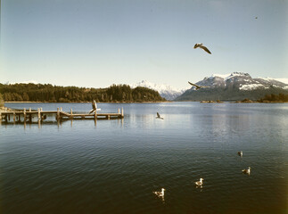 Argentina Rio Negro Lake Nahuel Huapi bird 