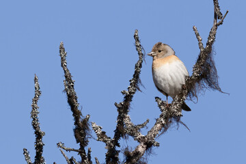 Brambling is colorful little bird