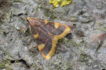 Closeup on the small but colorful Gold Triangle moth, Hypsopygia costalis