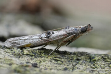 Closeup on a European Spindle knot-horn moth, Nephopterix angustella sitting on wood