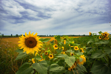 Sunflowers on a background of a cloudy sky and a mowed field with wheat.