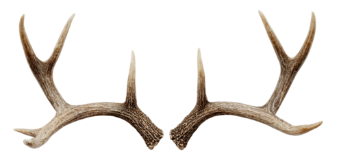 Pair of deer antlers.  Natural, light-brown coloration, showing intricate branching patterns