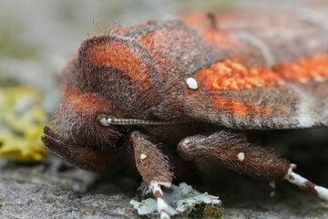 Extreme detailed closeup on the European herald owlet moth, Scoliopteryx libatrix