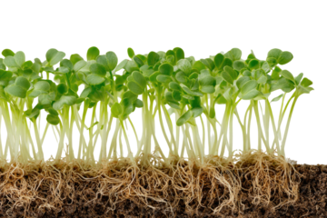 Close-up of young sprouts, roots visible