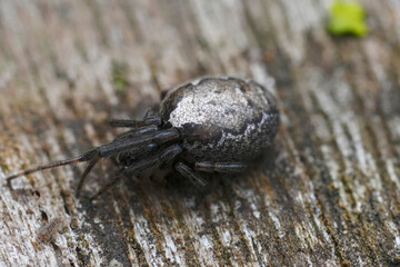 Closeup on a silver-sided missing vector orb weaver spider, Zygiella x-notata