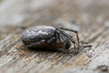 Closeup on a silver-sided missing vector orb weaver spider, Zygiella x-notata