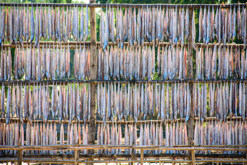 Various types of fresh fishes left under the warm sunlight to dry naturally. Traditional Bengali dried fish process known as Shutki. Organic, authentic coastal food culture of Bangladesh.