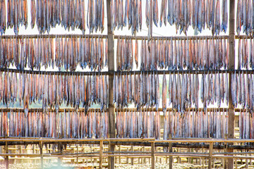 Various types of fresh fishes left under the warm sunlight to dry naturally. Traditional Bengali dried fish process known as Shutki. Organic, authentic coastal food culture of Bangladesh.
