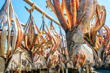 Various types of fresh fishes left under the warm sunlight to dry naturally. Traditional Bengali dried fish process known as Shutki. Organic, authentic coastal food culture of Bangladesh.
