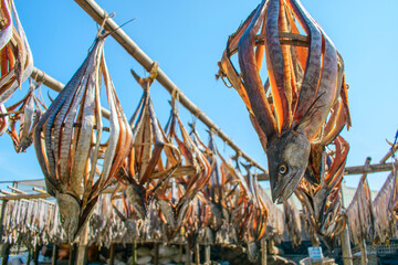 Various types of fresh fishes left under the warm sunlight to dry naturally. Traditional Bengali dried fish process known as Shutki. Organic, authentic coastal food culture of Bangladesh.