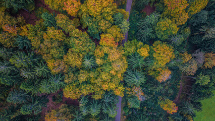 Herbstliche Baumlandschaft mit buntem Laub in einem Waldgebiet