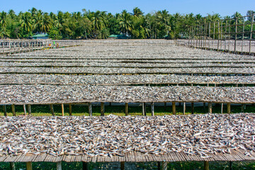 Various types of fresh fishes left under the warm sunlight to dry naturally. Traditional Bengali dried fish process known as Shutki. Organic, authentic coastal food culture of Bangladesh.