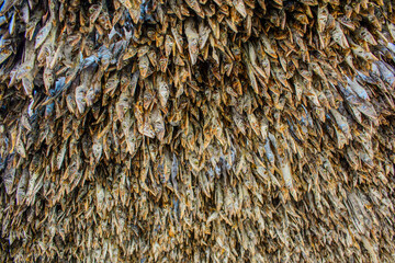Various types of fresh fishes left under the warm sunlight to dry naturally. Traditional Bengali dried fish process known as Shutki. Organic, authentic coastal food culture of Bangladesh.