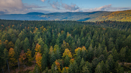 Fototapeta premium Herbstliche Waldlandschaft in den Bergen mit bunten Blättern und klarer Luft