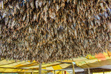 Various types of fresh fishes left under the warm sunlight to dry naturally. Traditional Bengali dried fish process known as Shutki. Organic, authentic coastal food culture of Bangladesh.
