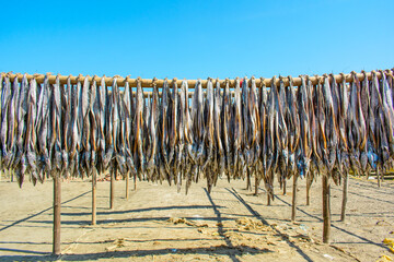 Various types of fresh fishes left under the warm sunlight to dry naturally. Traditional Bengali dried fish process known as Shutki. Organic, authentic coastal food culture of Bangladesh.