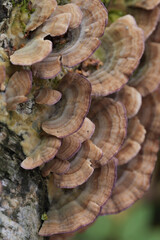 Group of mushrooms growing on a tree trunk in the autumn forest.