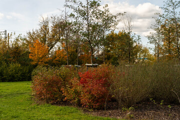 Fototapeta premium Tree Planting in City Park during Autumn, People Landscaping Green Urban Area, Environmental Care and Nature Conservation Concept