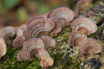 Group of mushrooms growing on a tree trunk in the autumn forest.