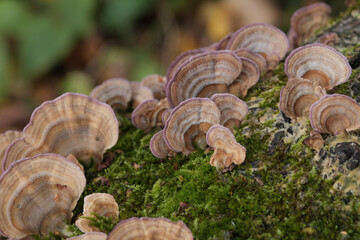 Group of mushrooms growing on a tree trunk in the autumn forest.