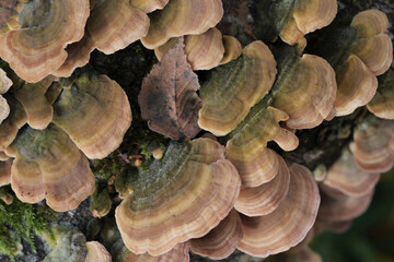 Group of mushrooms growing on a tree trunk in the autumn forest.