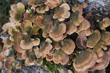 Group of mushrooms growing on a tree trunk in the autumn forest.