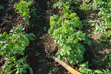 Hilling up beds with growing potatoes using a hoe in the garden