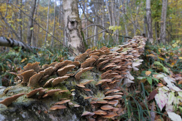 Group of mushrooms growing on a tree trunk in the autumn forest.