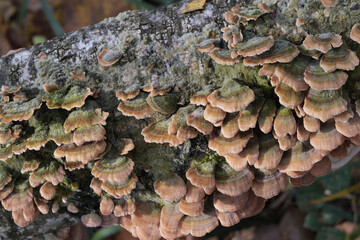 Group of mushrooms growing on a tree trunk in the autumn forest.