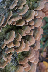 Group of mushrooms growing on a tree trunk in the autumn forest.