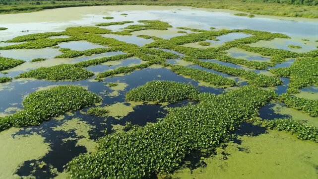 Aerial timelapse of lush green aquatic plants forming dynamic, interconnected grid patterns across a tranquil swamp or marshland natural, landscape, ecosystem
