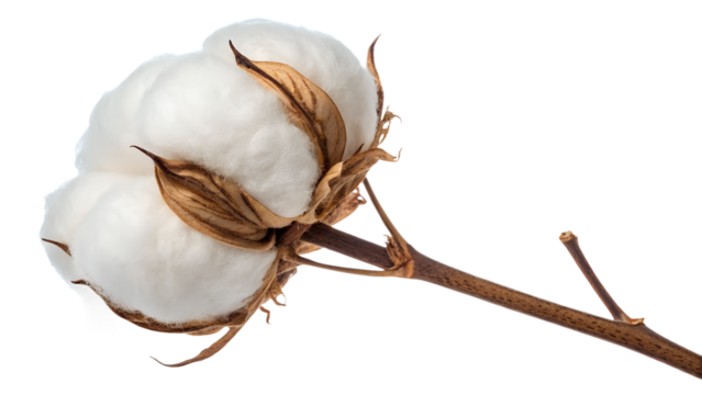 Single fluffy white cotton bloom attached to a small brown stem, isolated on transparent background, soft daylight, ultra-realistic texture.