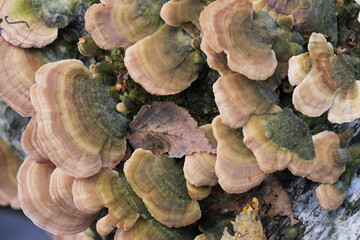 Group of mushrooms growing on a tree trunk in the autumn forest.