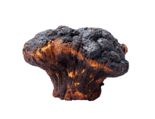 Close-up of a dried, dark-colored mushroom.  Its surface is uneven, with areas of dark charcoal and rusty orange-brown hues.  The shape is roughly fan-like, widening at the top