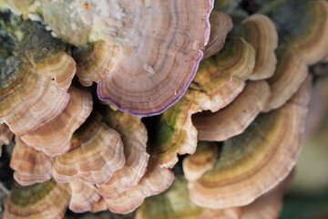 Group of mushrooms growing on a tree trunk in the autumn forest.