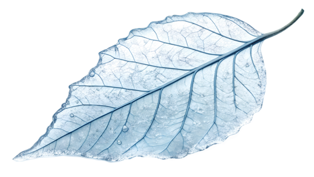 Leaf-shaped piece of clear ice with visible veins, isolated on transparent background, frosty lighting, hyperreal translucency. - Powered by Adobe