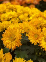 A bold display of sunny yellow chrysanthemums with ruffled textures, thriving in a lush garden bed, tailored for cutting-edge autumn vibes and sustainable lifestyle photography.