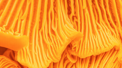 Abstract macro photo nature pattern from chanterelle mushrooms, close up texture of cap fungus. Bright vivid yellow orange colored banner, beauty nature, real forms and details, natural minimalism. © yrabota