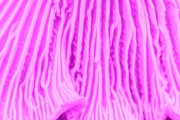 Texture Background of purple mushroom close up. Macro photo beauty nature monochrome pattern with organic geometry, fine structure, and tactile surface. Minimalist natural abstract view of fungus.