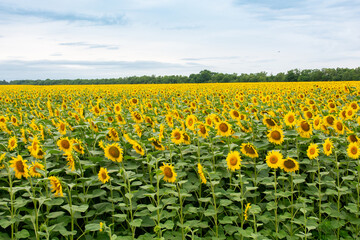 Fototapeta premium Sunny sunflower field. Bright yellow flowers under blue sky