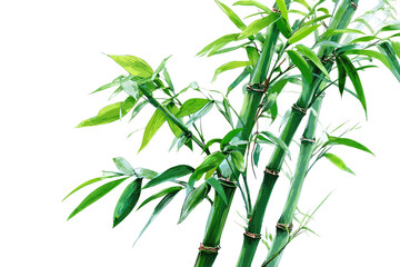 Obraz premium Close-up of vibrant green bamboo stalks and leaves (1)
