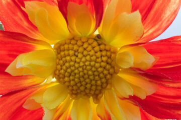 Beautiful details of a collerette dahlia