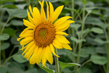 Bright sunflower against green field. Floral detail for nature lovers