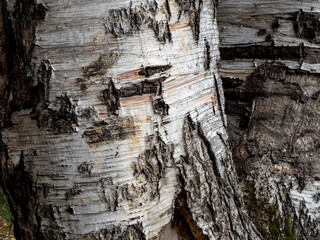 Background with birch bark. Two thick birch trunks overlap each other. Template for your design. Copy space.