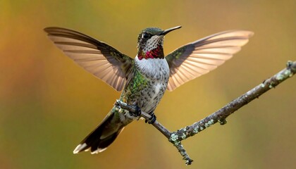 Fototapeta premium A small bird with vibrant plumage, opens its wings, perched gracefully on a thin branch against a blurry backdrop. The light creates a halo effect