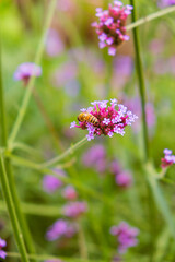 Bees gathering nectar from vibrant flowers in a lush garden during sunny daytime