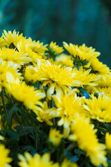 Bright yellow flowers bloom in a lush garden during springtime